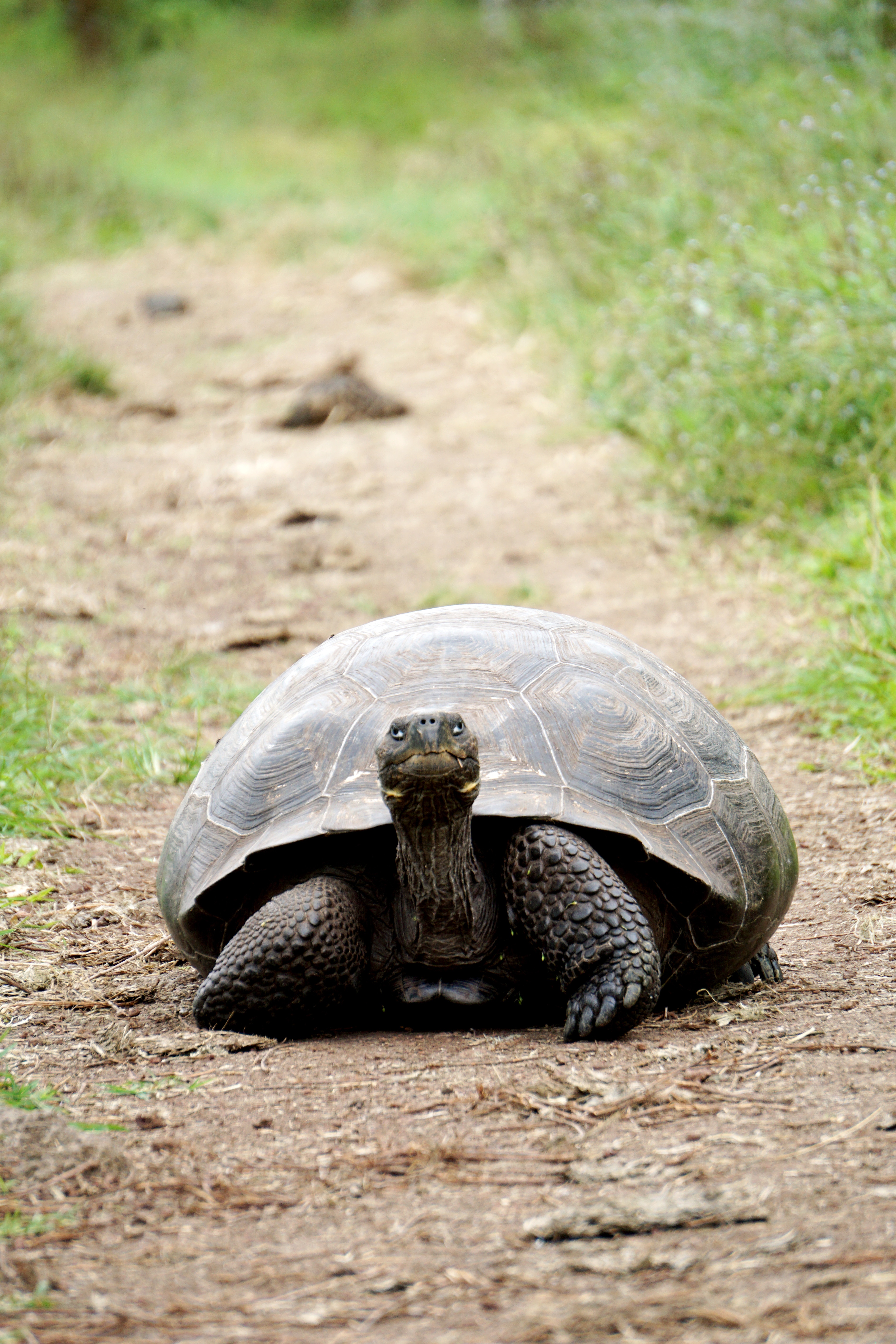ECGPS Galapagos Islands Turtle Cedric Fox.jpg